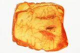 Detailed Fossil Leafhopper (Cicadellidae) In Baltic Amber #381483-1